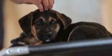 Lei que institui guarda compartilhada de pets entra em vigor nesta sexta-feira
