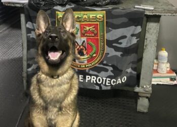 PMAM apreende 23 quilos de cocaína escondidos em cilindros frigoríficos