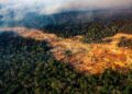 Câmara vota ‘pacote da destruição’ ambiental nesta terça, diz Greenpeace