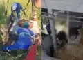 Égua cai em adutora interrompe abastecimento para 300 bairros na Grande BH