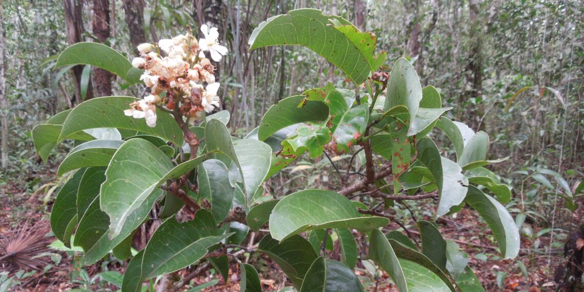 Estudo do Inpa revela que árvore da Amazônia morre com excesso de água
