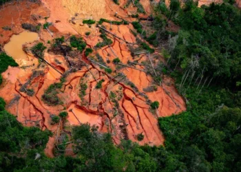 Inpe aponta queda de 61% no desmatamento da Amazônia em maio