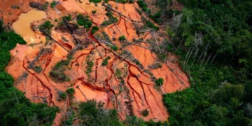 Inpe aponta queda de 61% no desmatamento da Amazônia em maio