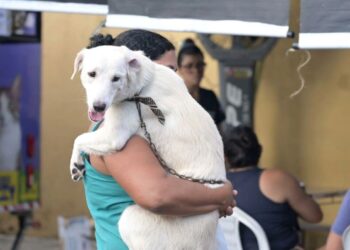 Castração gratuita disponibiliza 270 vagas na zona Centro-Sul