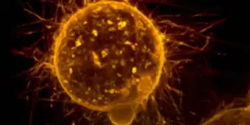Pesquisa da Unifesp descobre proteína que freia metástase do câncer