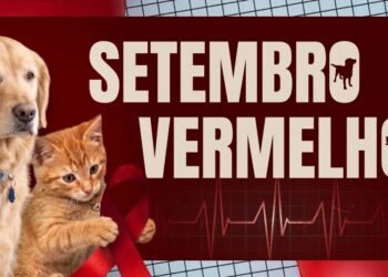 Setembro Vermelho faz alerta sobre saude do coracao de caes e gatos