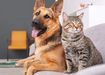 Amazonas soma 27,3 mil cães e gatos cadastrados no SinPatinhas