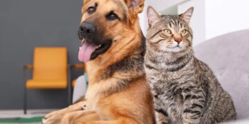 Amazonas soma 27,3 mil cães e gatos cadastrados no SinPatinhas