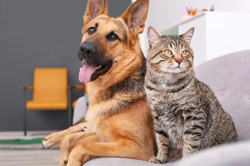 Amazonas soma 27,3 mil cães e gatos cadastrados no SinPatinhas